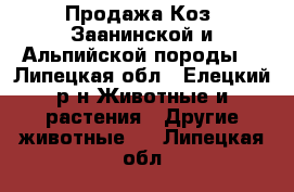 Продажа Коз (Заанинской и Альпийской породы) - Липецкая обл., Елецкий р-н Животные и растения » Другие животные   . Липецкая обл.